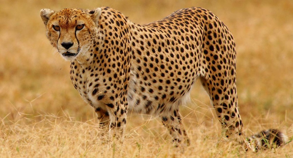 Afrika, Tansania, Gepard im Ngorongoro Krater, Foto: Bernd Eßling, Bildjournalist, Fotograf