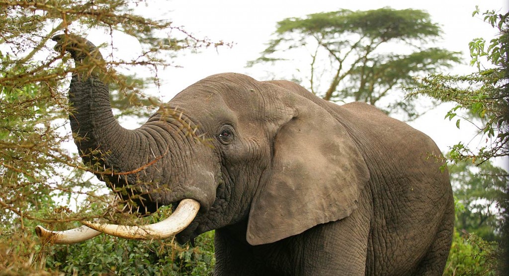 Afrika, Tansania, Elefant im Ngorongoro Krater, Foto: Bernd Eßling, Bildjournalist, Fotograf