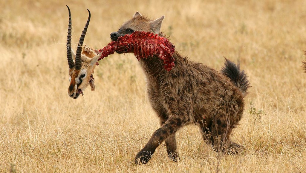 Afrika, Tansania, Hyäne mit Gazellenkopf im Ngorongoro Krater, Foto: Bernd Eßling, Bildjournalist, Fotograf