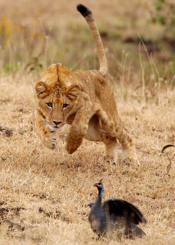 Afrika, Tansania, junger Löwe jagt Perlhuhn im Ngorongoro Krater, Foto: Bernd Eßling, Bildjournalist, Fotograf