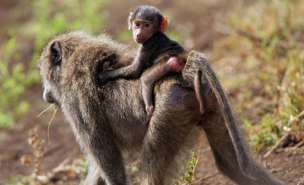 Afrika, Tansania, Serengeti, junger Pavian reitet auf dem Rücken seiner Mutter, Foto: Bernd Eßling, Bildjournalist, Fotograf