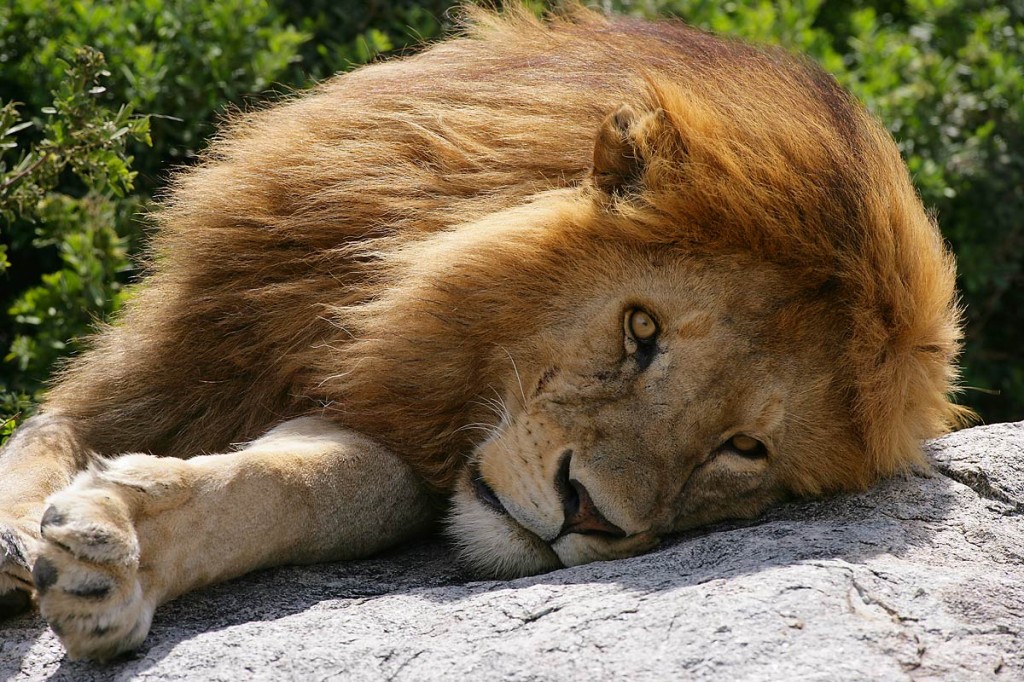 Afrika, Tansania, Serengeti, Simba Koppjes, männlicher Löwe liegt auf einem Fels, Foto: Bernd Eßling, Bildjournalist, Fotograf