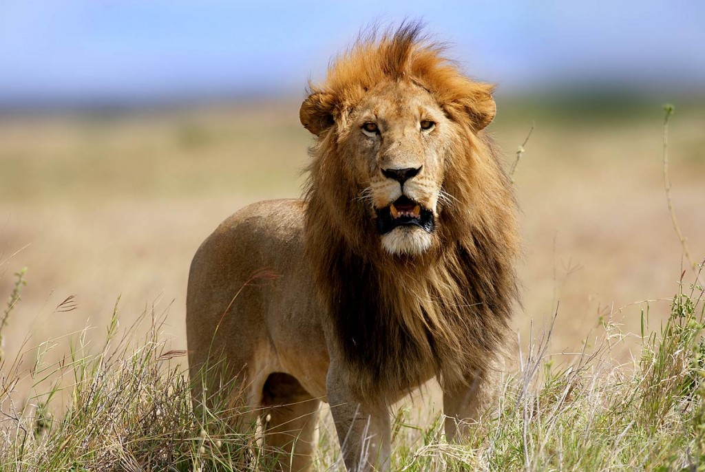 Afrika, Tansania, Serengeti, , männlicher Löwe , steht im Grasland, Foto: Bernd Eßling, Bildjournalist, Fotograf