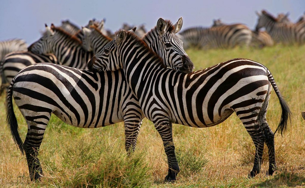 Afrika, Tansania, Serengeti, Zebras, Foto: Bernd Eßling, Bildjournalist, Fotograf