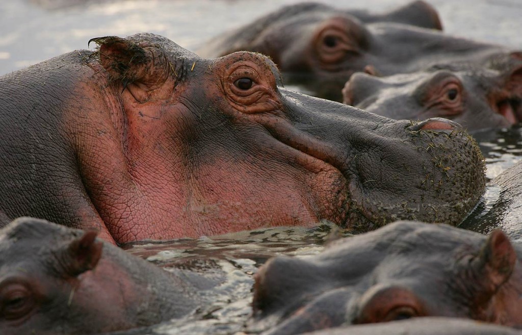 Afrika, Tansania, Serengeti, Nilpferde, Foto: Bernd Eßling, Bildjournalist, Fotograf