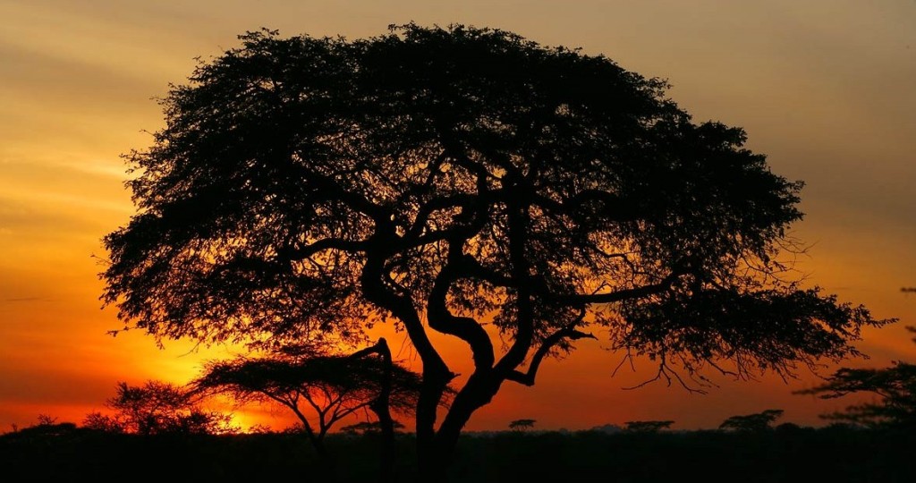 Afrika, Tansania, Sonnenaufgang in der Serengeti, Akazien, Foto: Bernd Eßling, Bildjournalist, Fotograf