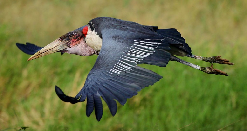 Afrika, Tansania, Serengeti, fliegender Marabu, Foto: Bernd Eßling, Bildjournalist, Fotograf