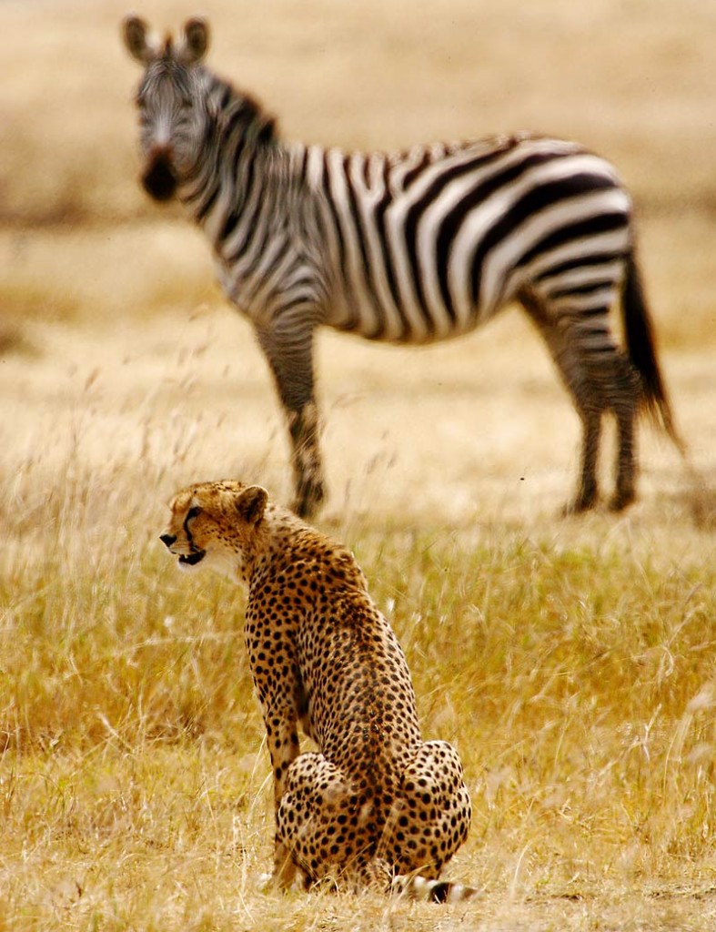 Afrika, Tansania, Ngorongoro Krater, Gepard und Zebra, Foto: Bernd Eßling, Bildjournalist, Fotograf