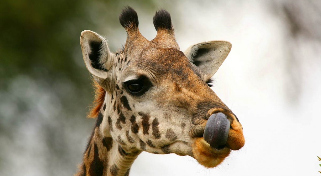 Afrika, Tansania, Serengeti, Giraffe, Foto: Bernd Eßling, Bildjournalist, Fotograf