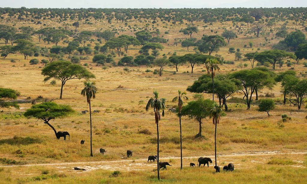 Afrika, Tansania, Tarangire National Park, Elefanten, Palmen und Akazien, Foto: Bernd Eßling, Bildjournalist, Fotograf