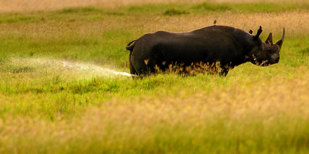 Afrika, Tansania, Ngorongoro Krater, schwarzes Nashorn, Foto: Bernd Eßling, Bildjournalist, Fotograf