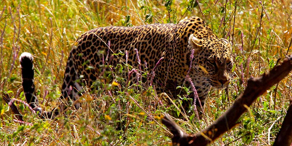 Afrika, Tansania, Serengeti, Leopard auf der Pirsch, Foto: Bernd Eßling, Bildjournalist, Fotograf