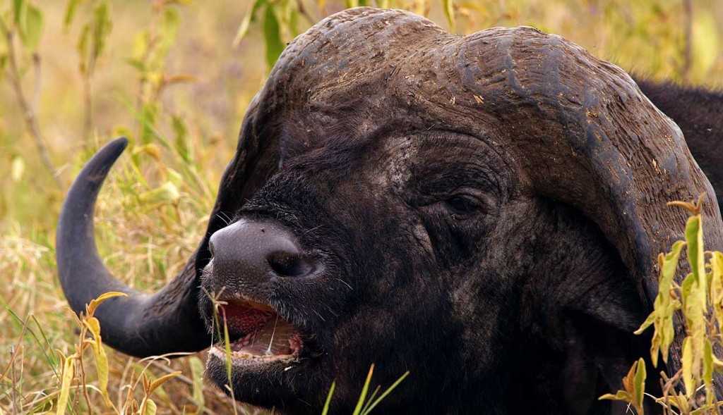 Afrika, Tansania, Ngorongoro Krater, Büffel, Foto: Bernd Eßling, Bildjournalist, Fotograf